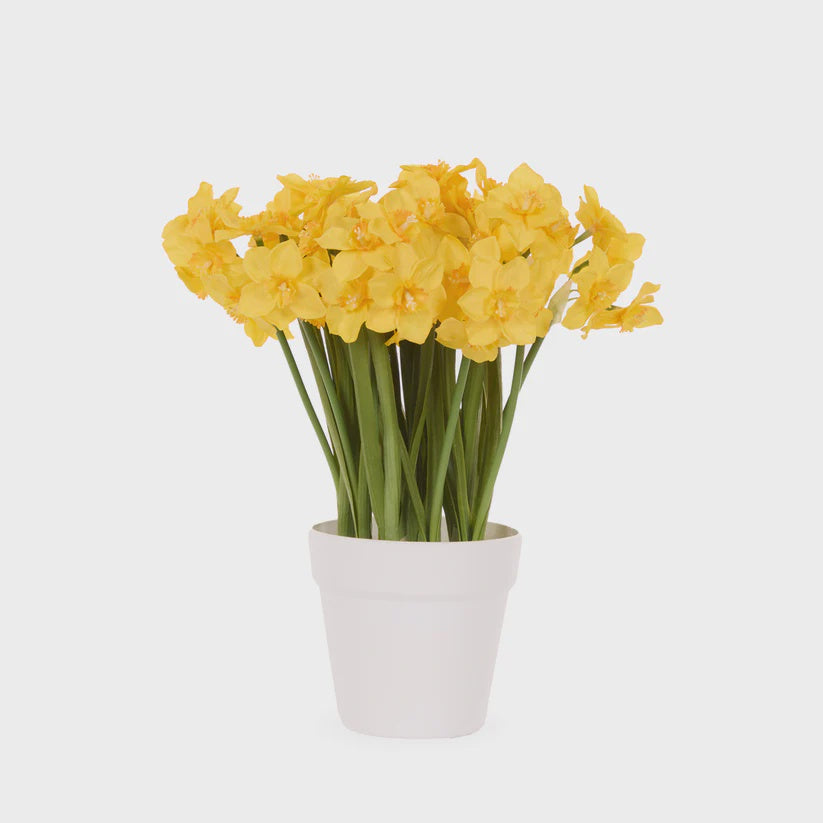 LUXE YELLOW JONQUIL POT